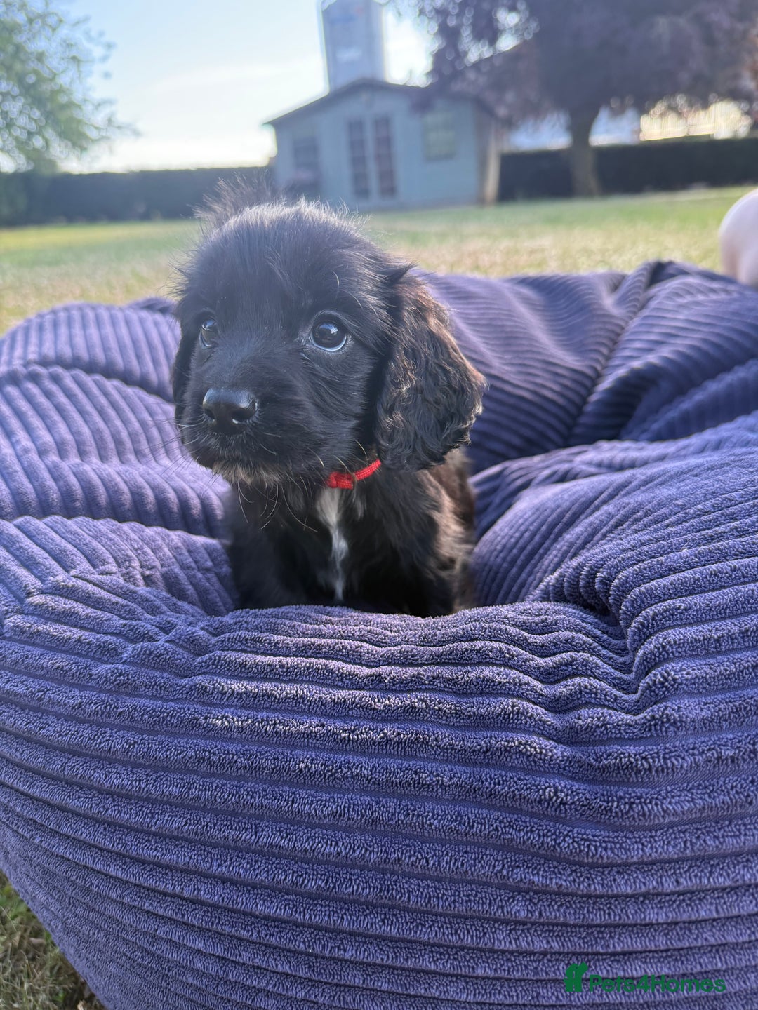Cockapoo dogs for sale: Cockapoo puppies F1 READY TO LEAVE 🏡🥰 in Leicester - Image 2