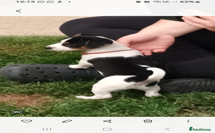 Jack Russell dogs - Advert 1