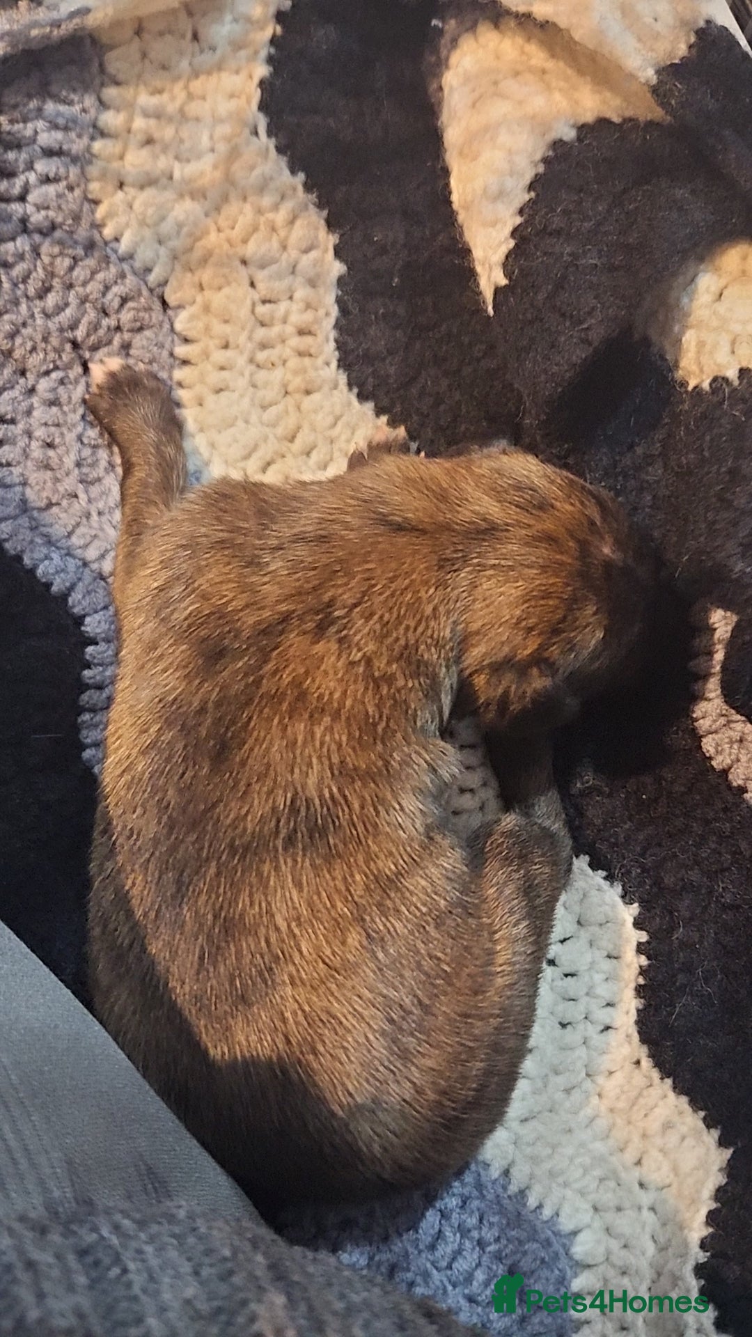 Whippet dogs for sale: 8 beautiful  brindle whippet  - Advert 24