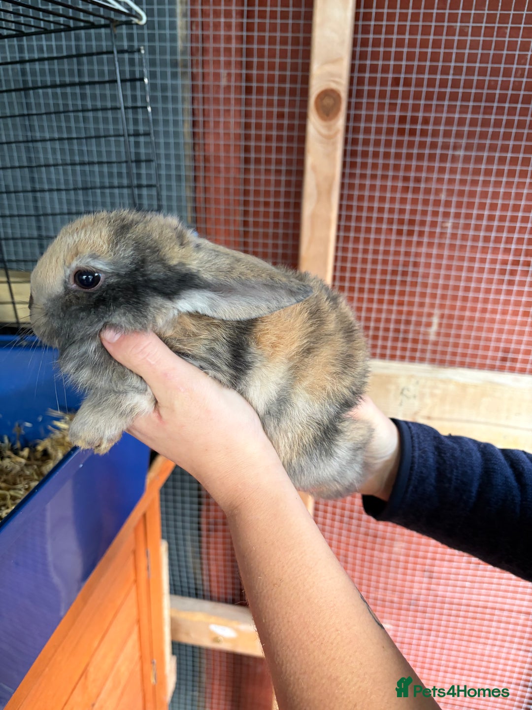 Mixed Breed rabbits for sale: 6 beautiful baby rabbit - Advert 7