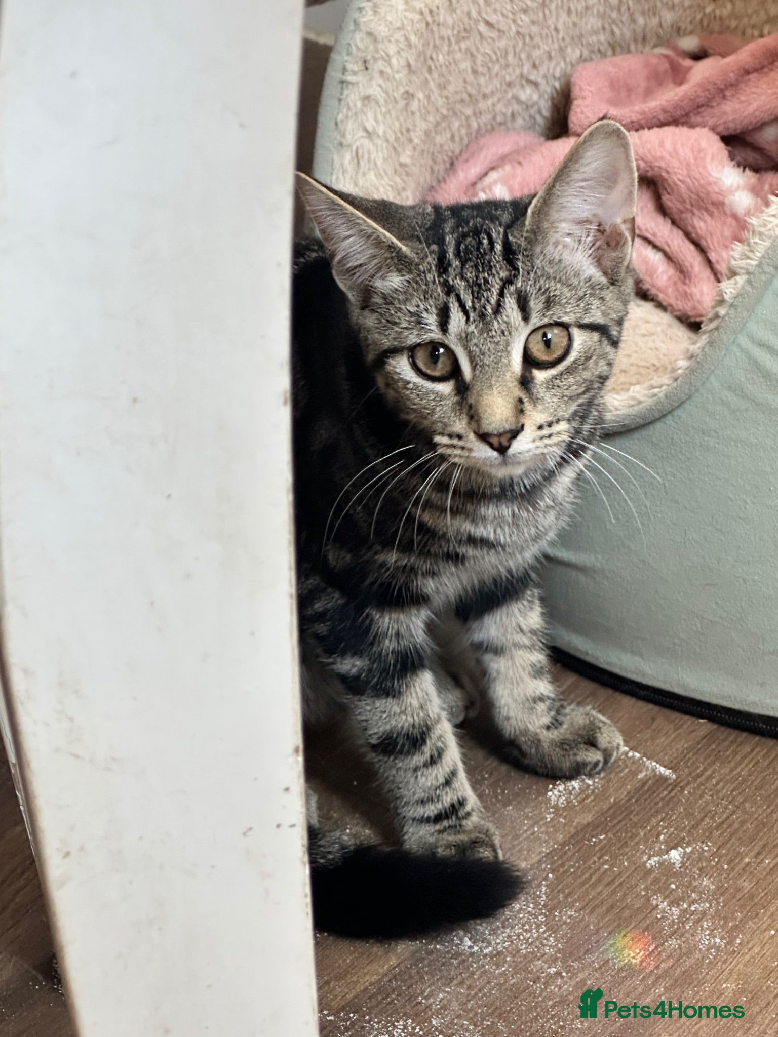 Mixed Breed cats Absolutely gorgeous female kitten for sale - Advert 7