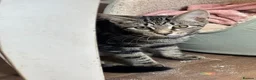 Mixed Breed cats for sale: Absolutely gorgeous female kitten for sale - Advert 1
