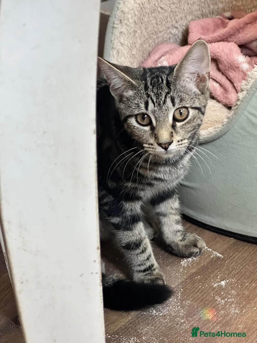 Mixed Breed cats for sale: Absolutely gorgeous female kitten for sale - Advert 1