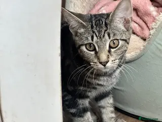 Mixed Breed cats Absolutely gorgeous female kitten for sale - Advert 8