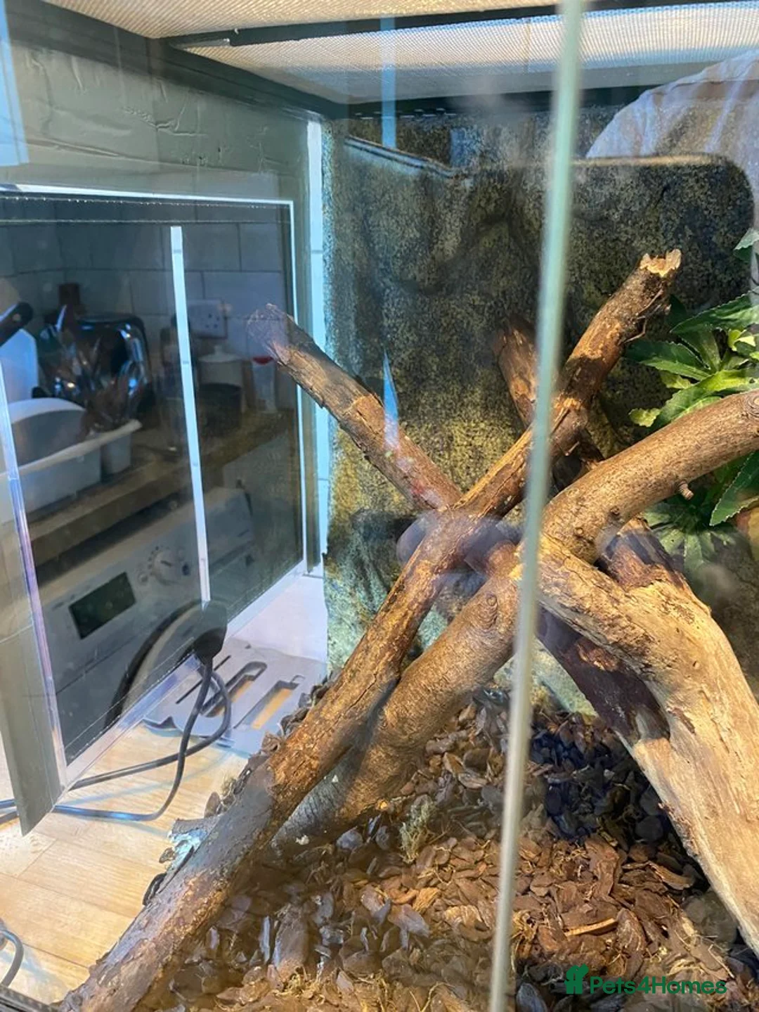 Gecko reptiles for sale: Exo Terra terrarium set up with 4 Mourning Geckos  - Advert 2