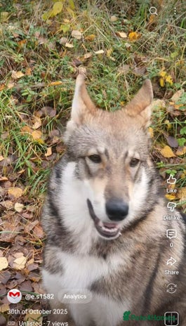 Saarloos Wolfdog dogs - Advert 2