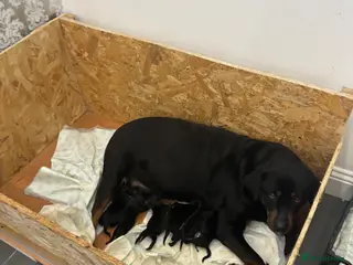 Rottweiler dogs Big chunky Rottweiler pups - Advert 8