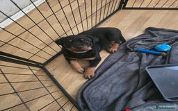 Rottweiler dogs for sale: Rottweiler  puppy - Image 1