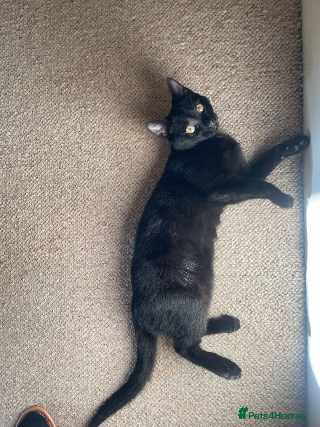Mixed Breed cats for sale: Black cat 7 months  - Advert 1