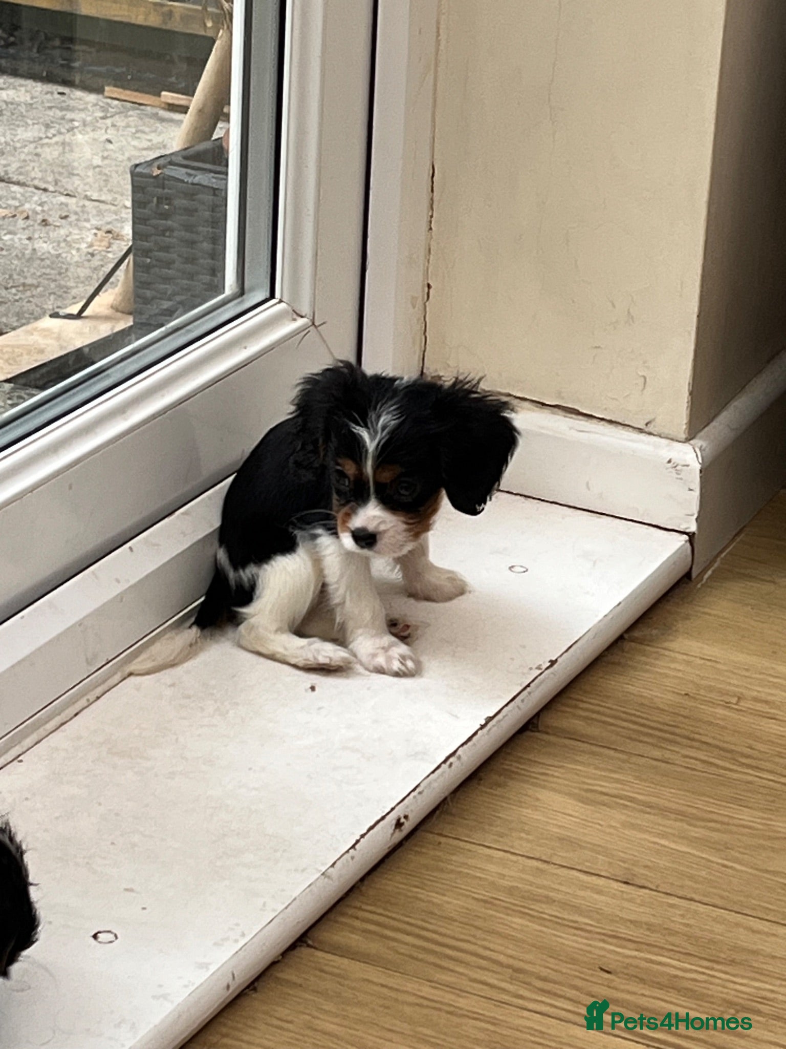 Cavalier King Charles Spaniel dogs Cavalier kings Charles puppies needing new homes  - Advert 14