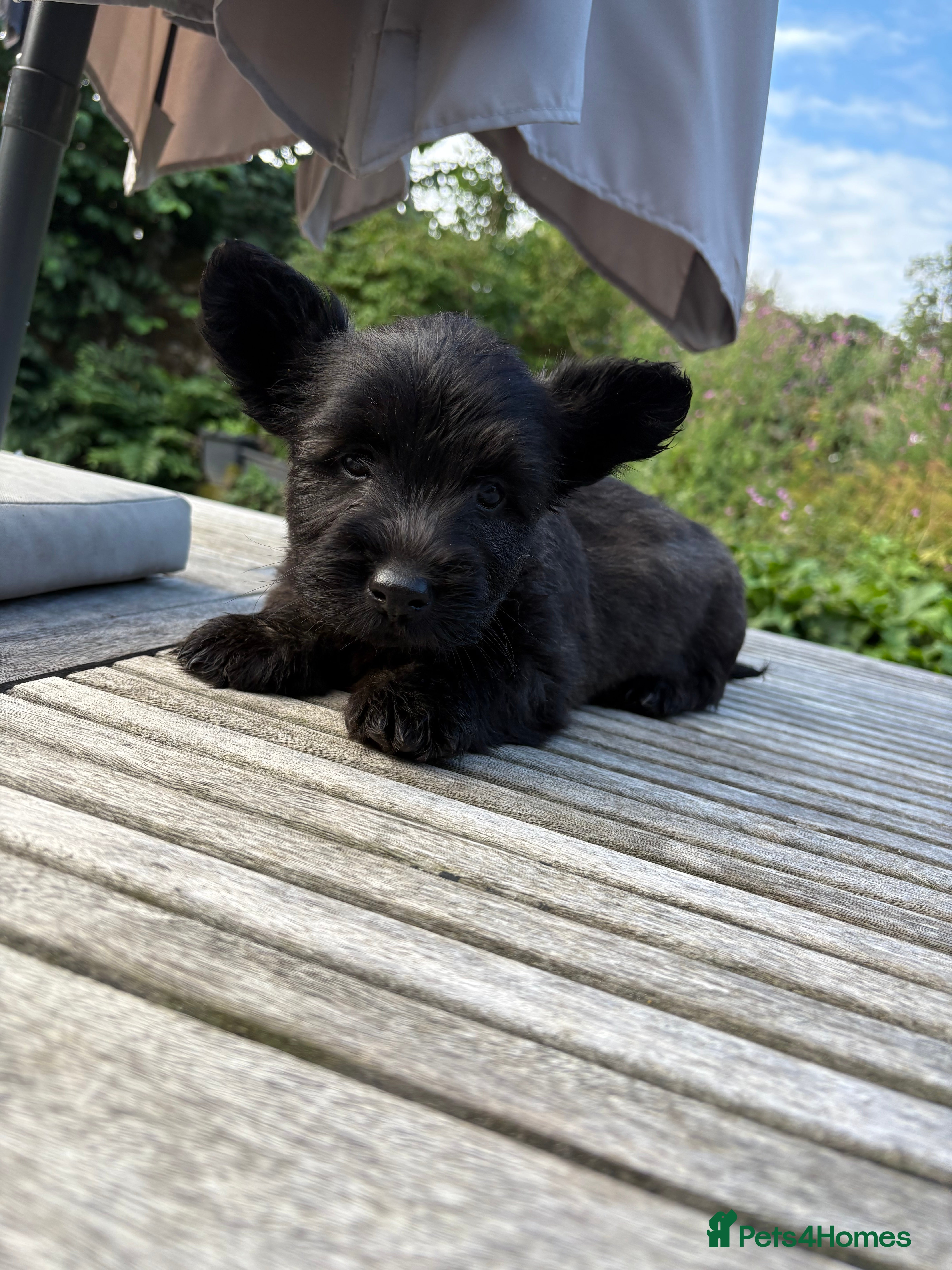 Skye Terrier dogs 1 remaining girl rare breed Skye terrier - Advert 10