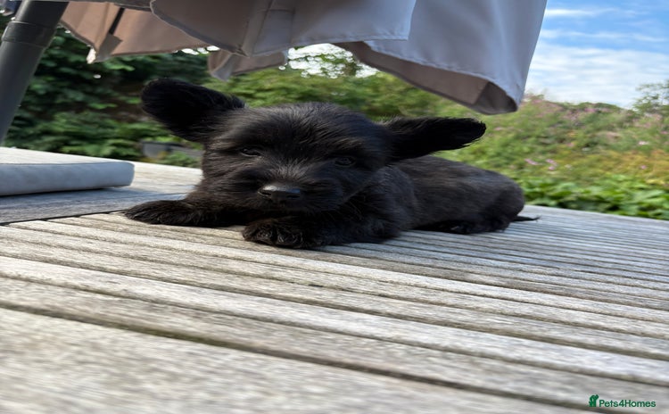 Skye Terrier dogs - Advert 1