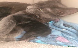 Mixed Breed cats for sale: 5 beautiful kittens - Image 9