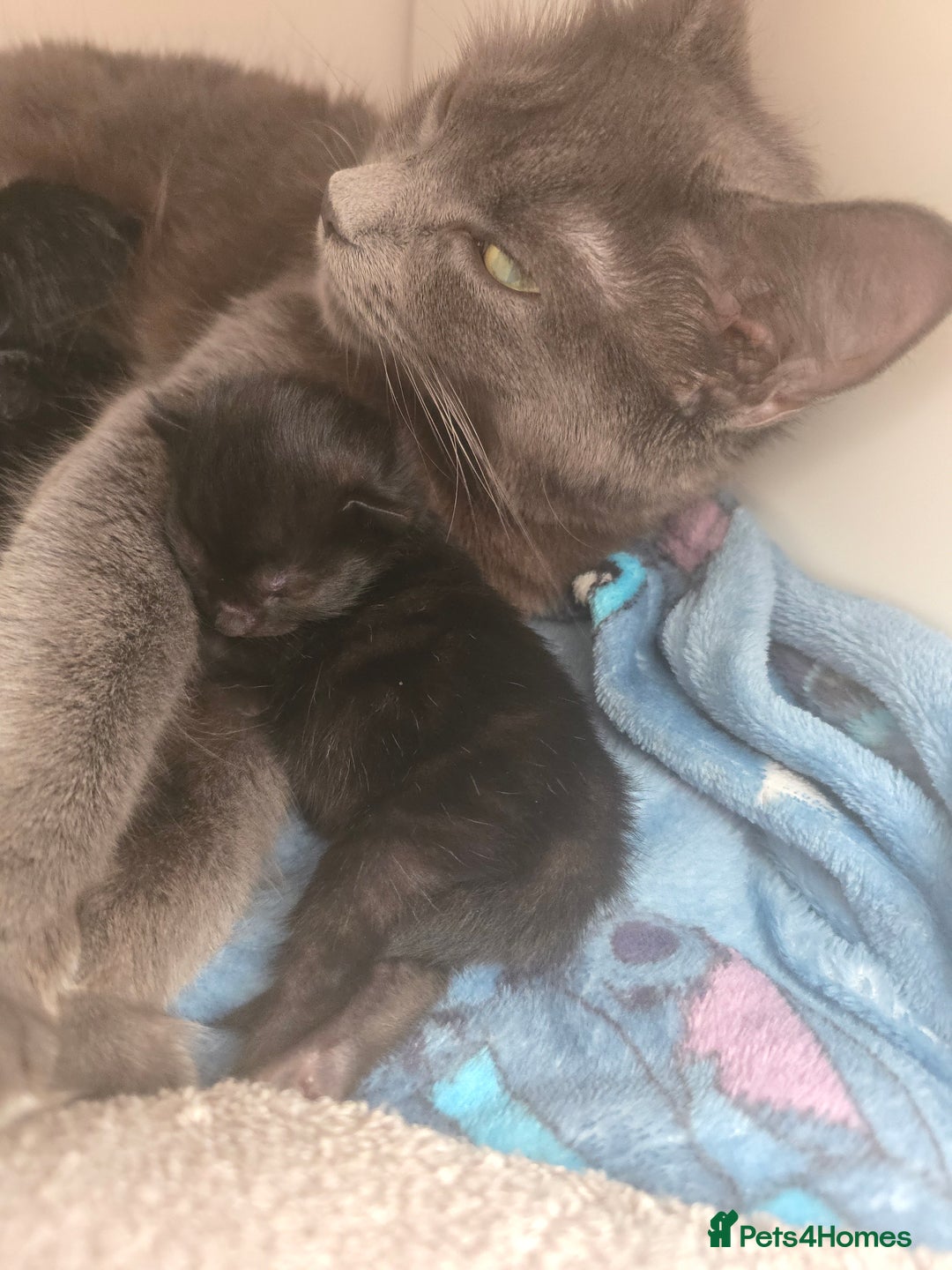 Mixed Breed cats for sale: 5 beautiful kittens - Image 9