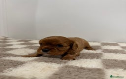 Cavalier King Charles Spaniel dogs for sale: Cavalier King Charles Spaniel  - Image 5