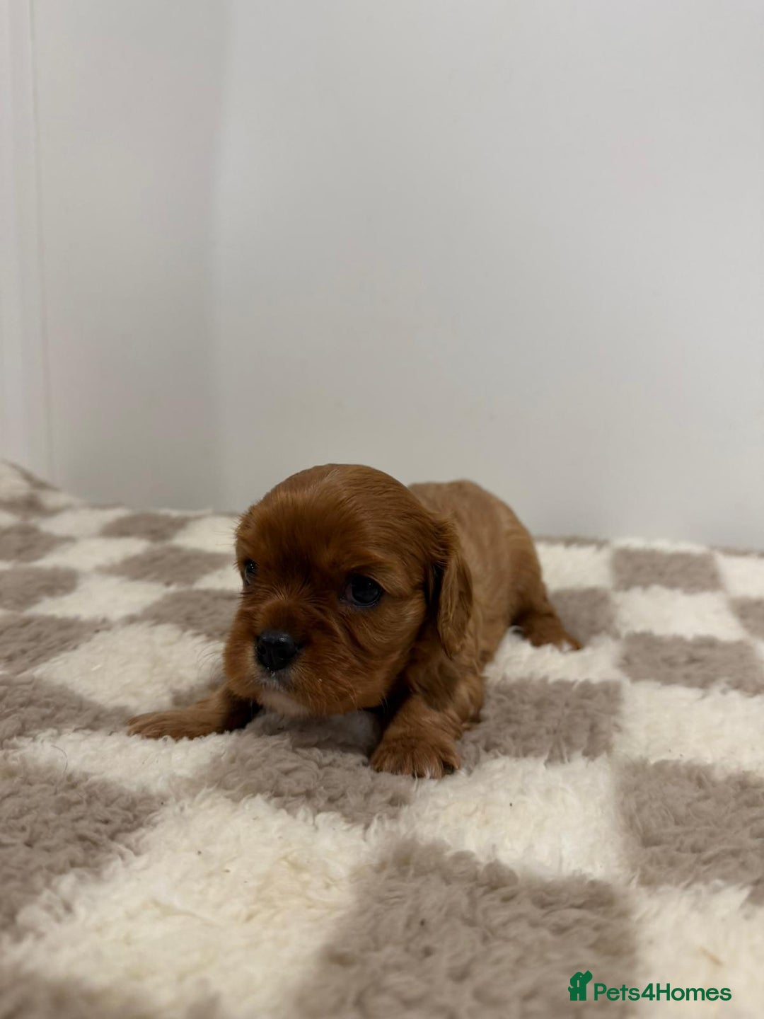 Cavalier King Charles Spaniel dogs for sale: Cavalier King Charles Spaniel  - Image 5