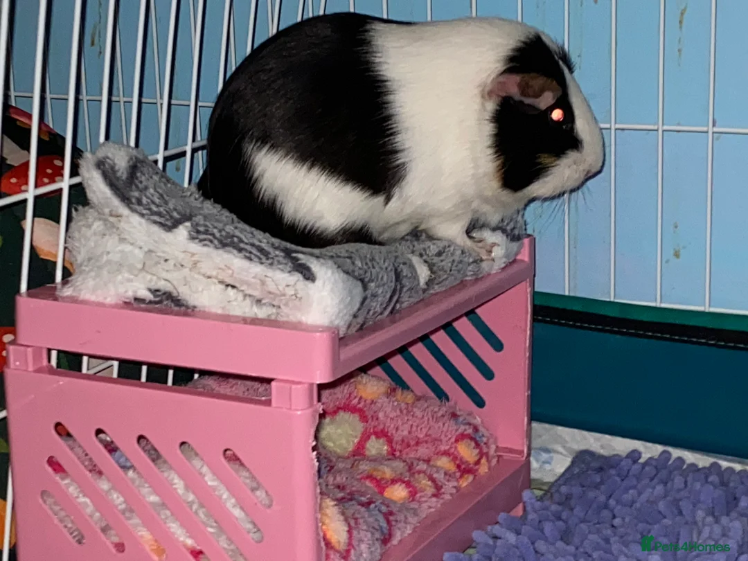 Mixed Breed rodents for sale: Trio of female Guinea pigs  - Advert 10