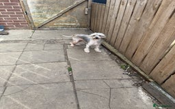 Chinese Crested dogs for sale: Need a new sofa to sleep on  - Image 2