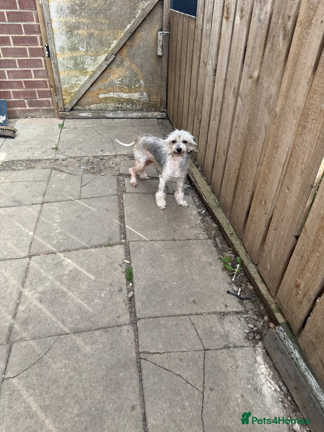 Chinese Crested dogs for sale: Need a new sofa to sleep on  - Image 2