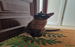 Tonkinese cats for sale: Beautiful Tonkinese Boy - Cappuccino - Image 1