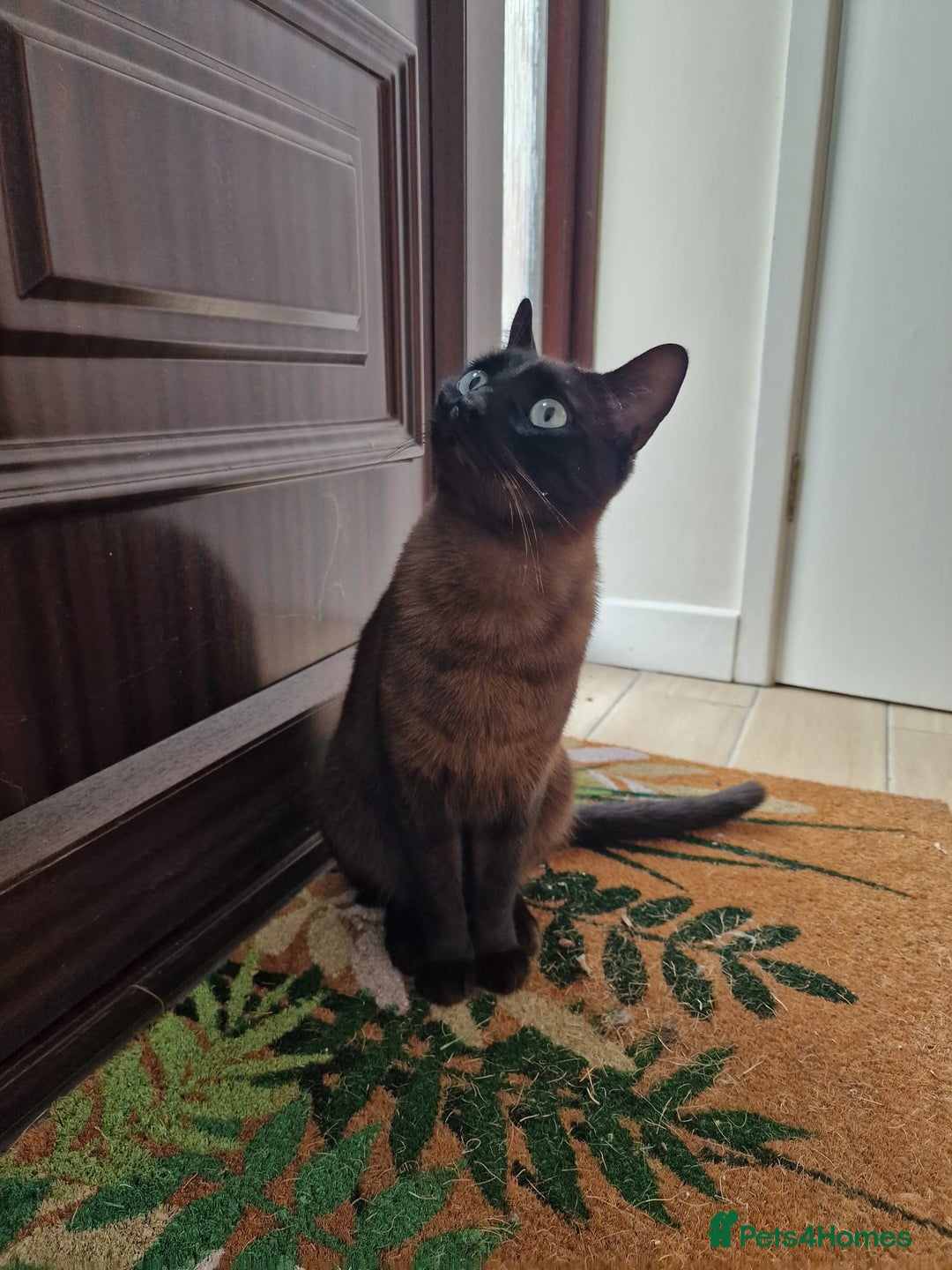 Tonkinese cats for sale: Beautiful Tonkinese Boy - Cappuccino - Image 1