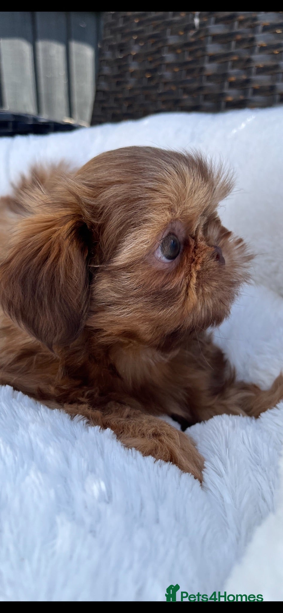 Shih Tzu dogs Stunning imperial girl  - Advert 10