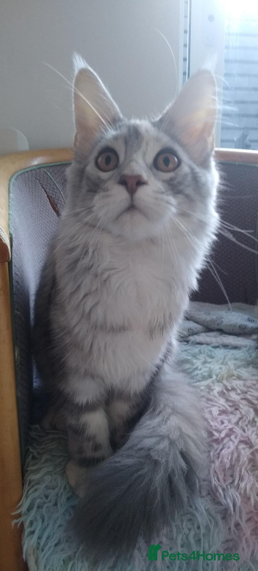 Maine Coon cats 🩷 Stunning Silver Girl – Last of the Litter 🩷 - Advert 2