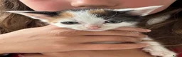 Mixed Breed cats for sale: Beautiful kittens  - Advert 3