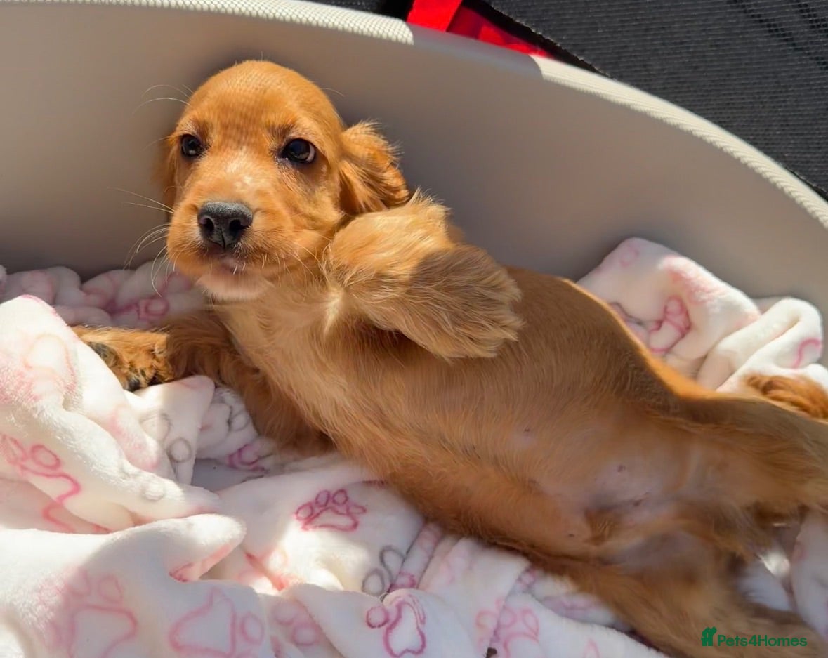 Cocker Spaniel dogs Ready to leave Beautiful show type cocker puppy’s  - Advert 2