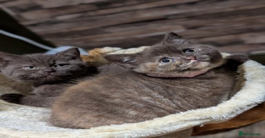 British Shorthair cats - Advert 3