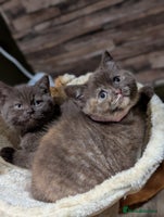 British Shorthair cats - Advert 3