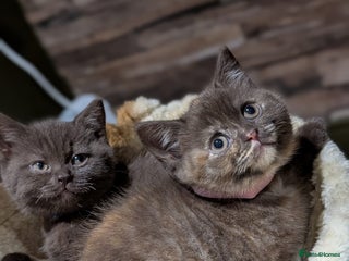 British Shorthair cats - Advert 7