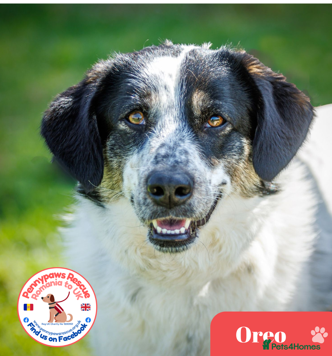 Mixed Breed dogs for adoption: OREO – in FOSTER in UK - Advert 1
