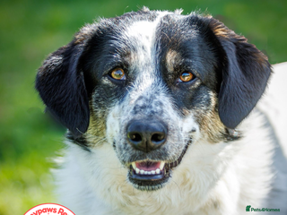 Mixed Breed dogs OREO – in FOSTER in UK - Advert 1