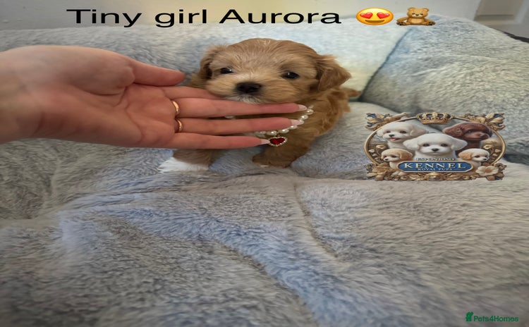 Maltipoo dogs - Advert 2