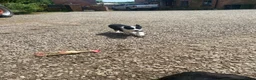 Border Collie dogs for sale: Border collie puppy ready now - Advert 6