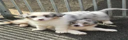 Australian Shepherd dogs for sale: Australian Shepherd - Blue Merle  - Advert 6