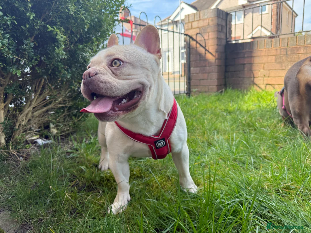 French Bulldog dogs for stud:  French Bulldog Stud 💥 Proven ✅  in Cannock - Advert 7
