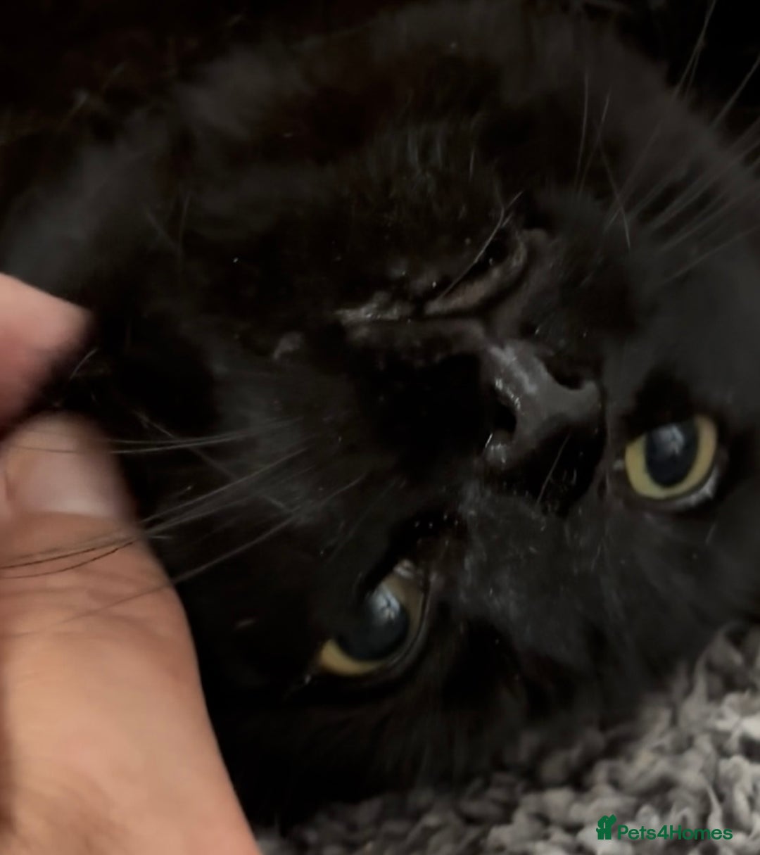 Domestic Shorthair cats for adoption: Midnight 🖤 - Image 8