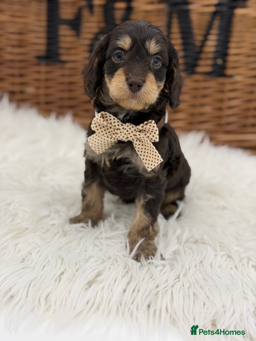 Cavapoo dogs for sale: F1 E ** tensively Health Tested Cavapoos - Advert 8