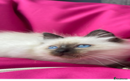 Ragdoll cats for sale: Lovely ragdoll kittens for sale  - Image 1