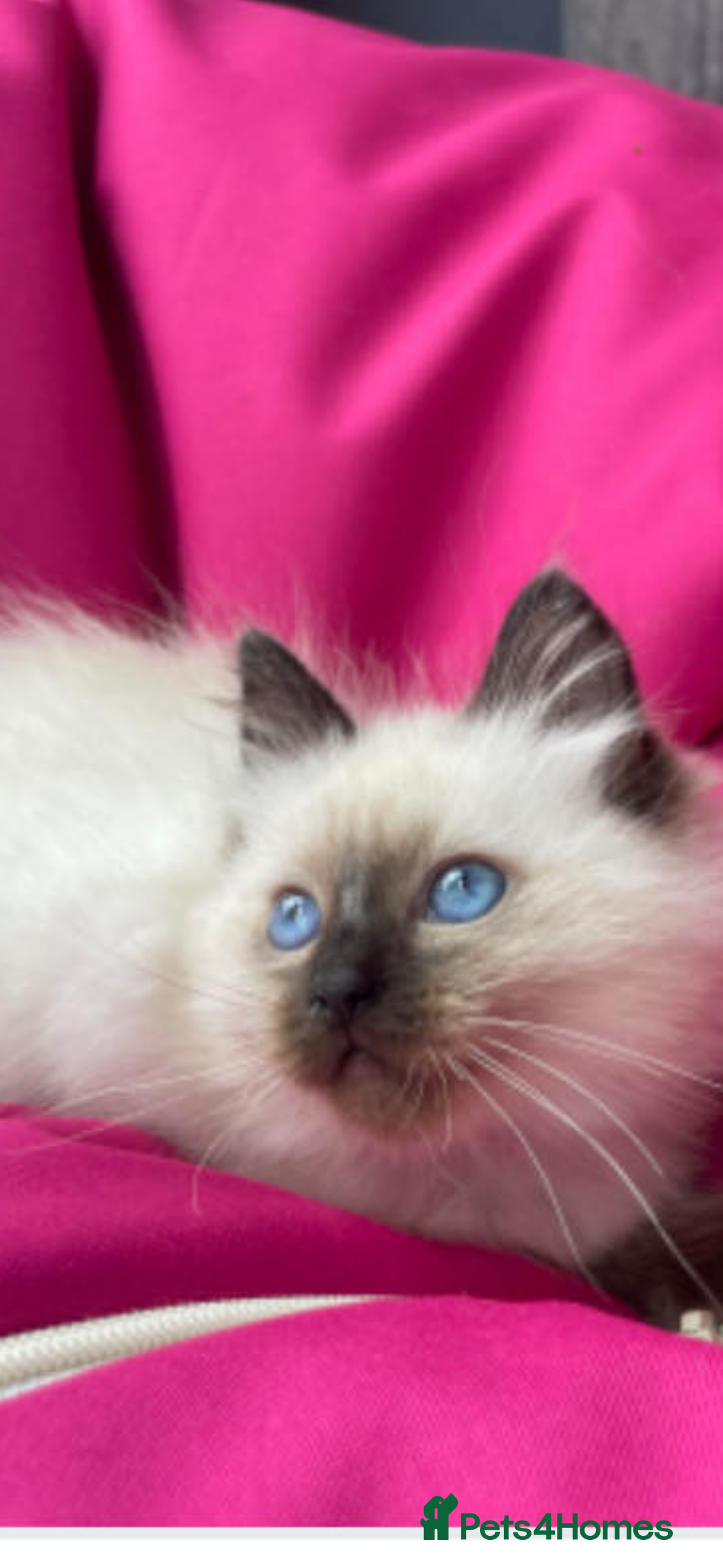 Ragdoll cats for sale: Lovely ragdoll kittens for sale  - Image 1