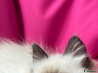 Ragdoll cats for sale - Advert 1
