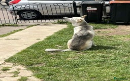Shepsky dogs for sale: Bear shepsky  looking for his perfect home - Image 4