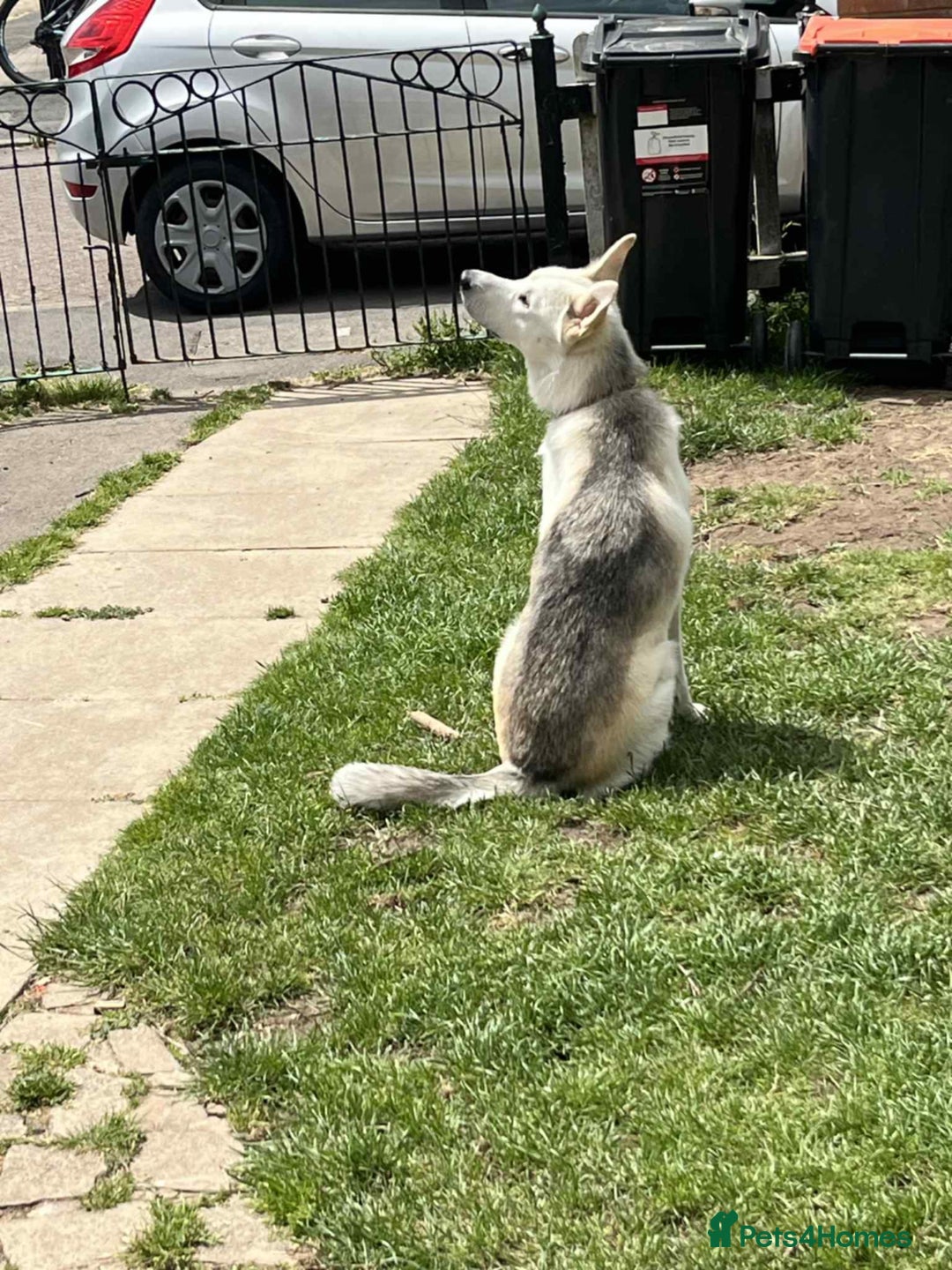 Shepsky dogs for sale: Bear shepsky  looking for his perfect home - Image 4