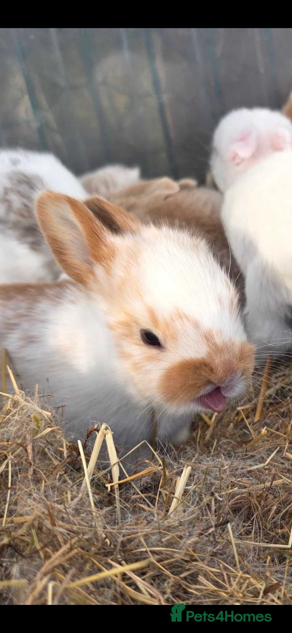 Mixed Breed rabbits Beautiful little of mixed giants  - Advert 10