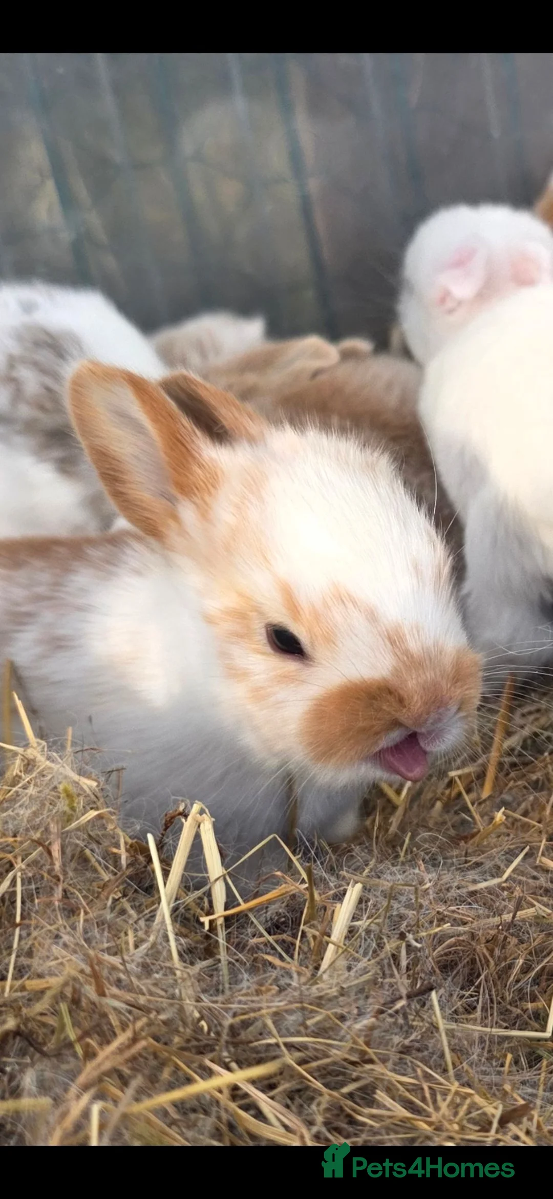 Mixed Breed rabbits for sale: Beautiful little of mixed giants  - Advert 1