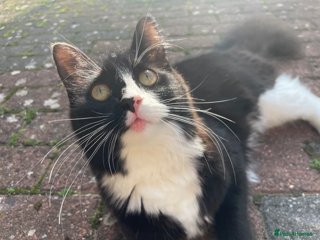 Mixed Breed cats for sale: Bonded sisters ready for a loving home - Advert 2