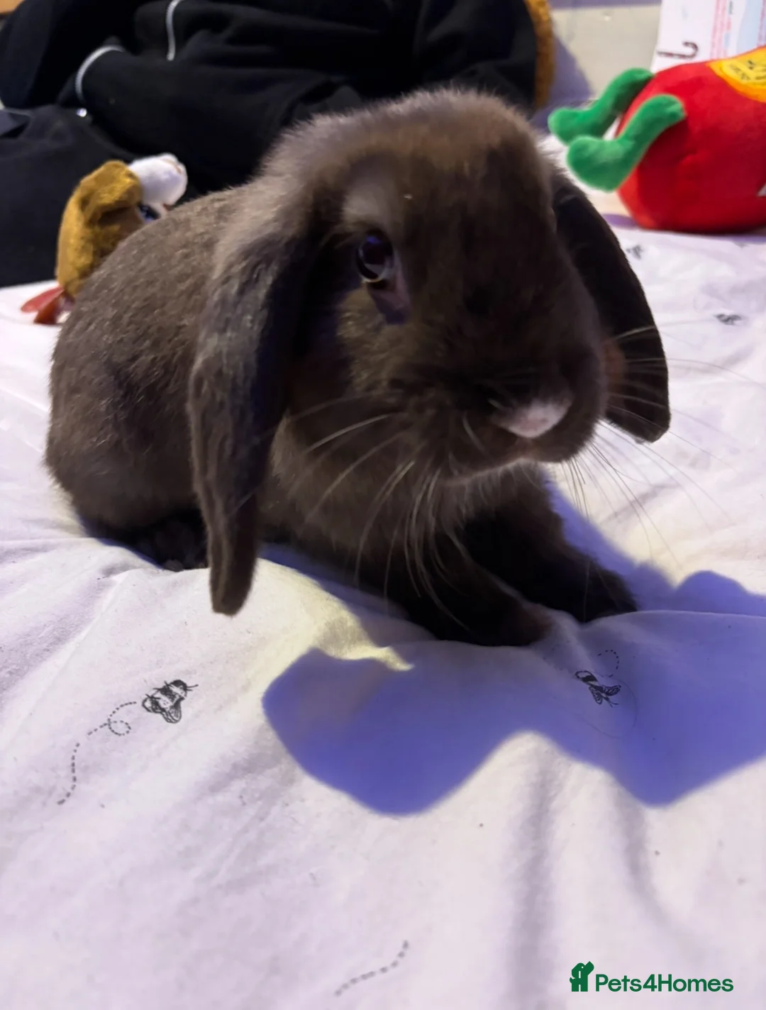 Mini Lop rabbits for sale: Rabbit needs rehoming  in Birmingham - Advert 6