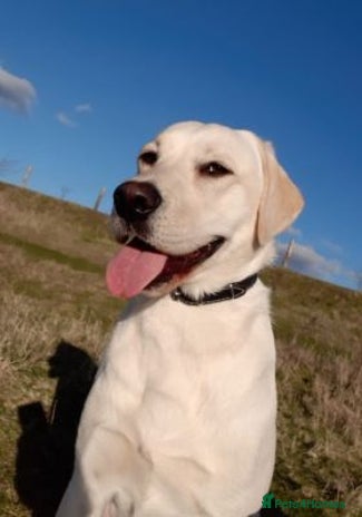 Labrador Retriever dogs - Advert 1